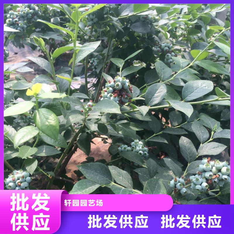藍莓苗草莓苗質量優價格低