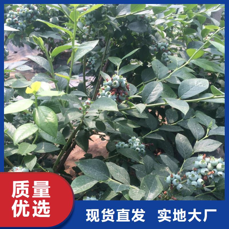 藍莓苗,櫻桃苗生產廠家