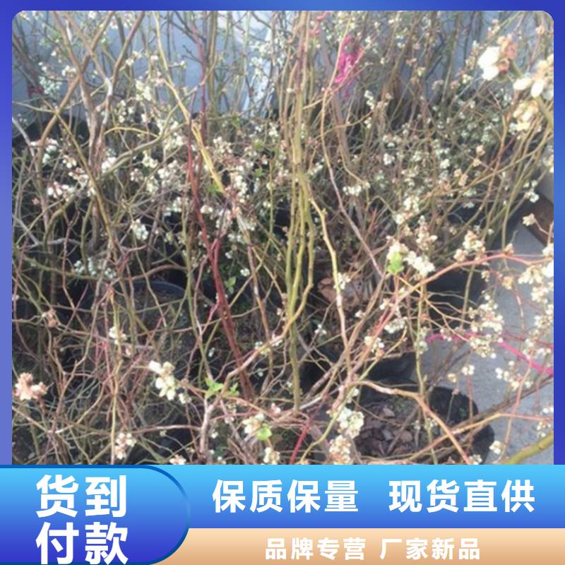 藍莓苗【西瓜苗】廠家直發(fā)