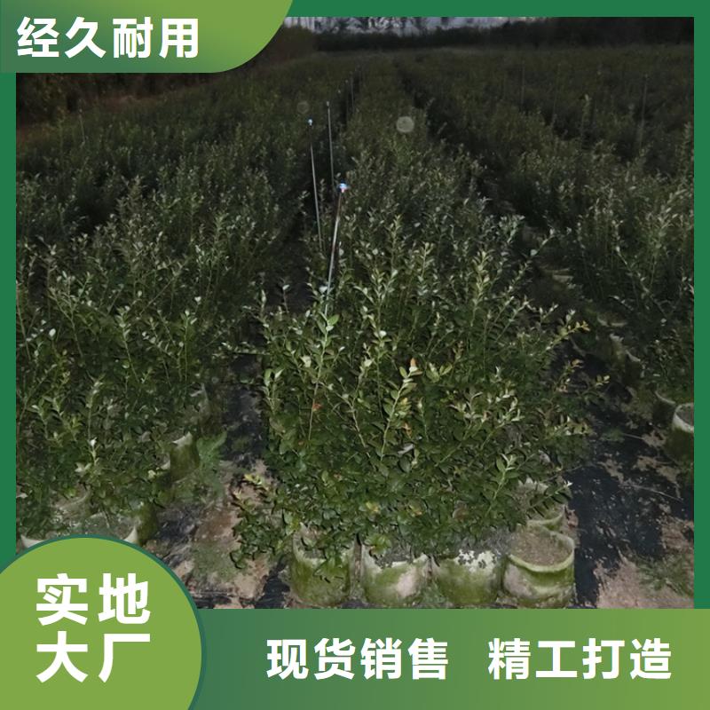 藍莓苗石榴樹現貨充足