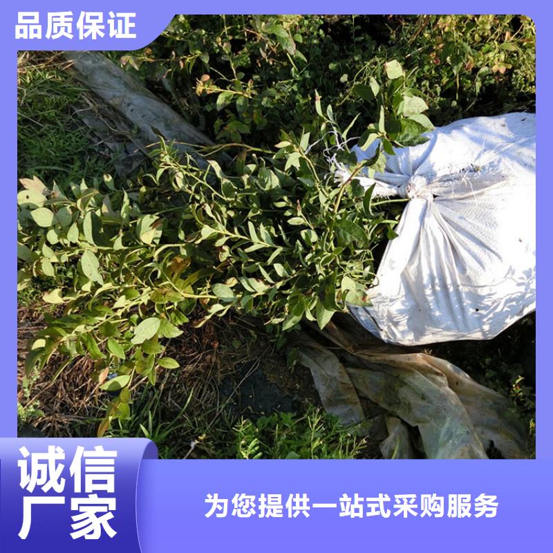 藍莓苗櫻桃苗選擇我們選擇放心