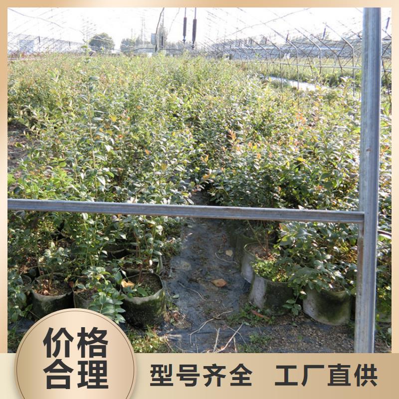 藍(lán)莓苗精挑細(xì)選好貨