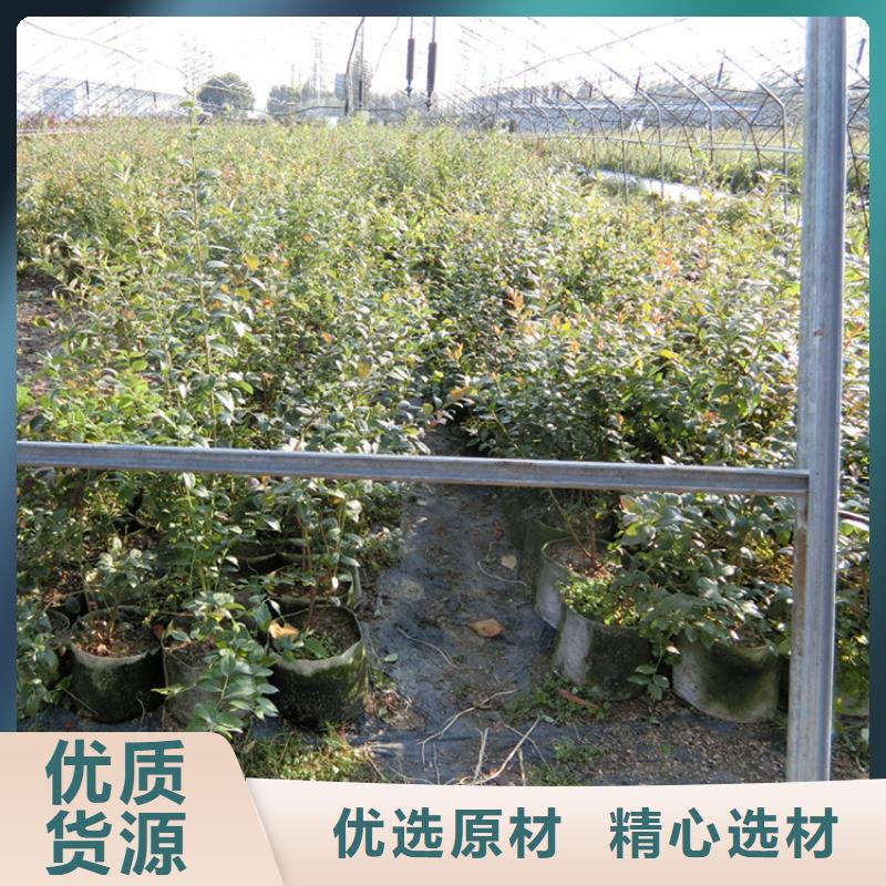藍莓苗梨樹苗保障