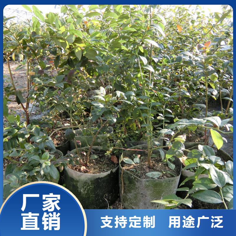 藍莓苗【西瓜苗】廠家直發(fā)