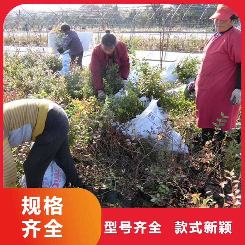 藍(lán)莓苗蘋果苗出貨及時