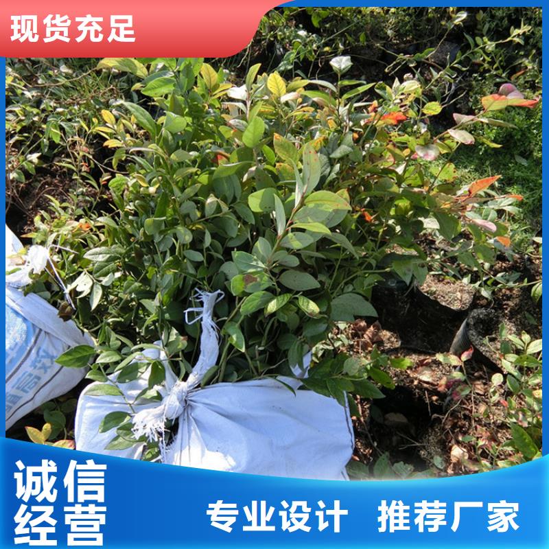 藍莓苗,櫻桃苗生產廠家