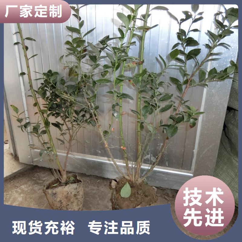 藍莓苗梨樹苗保障
