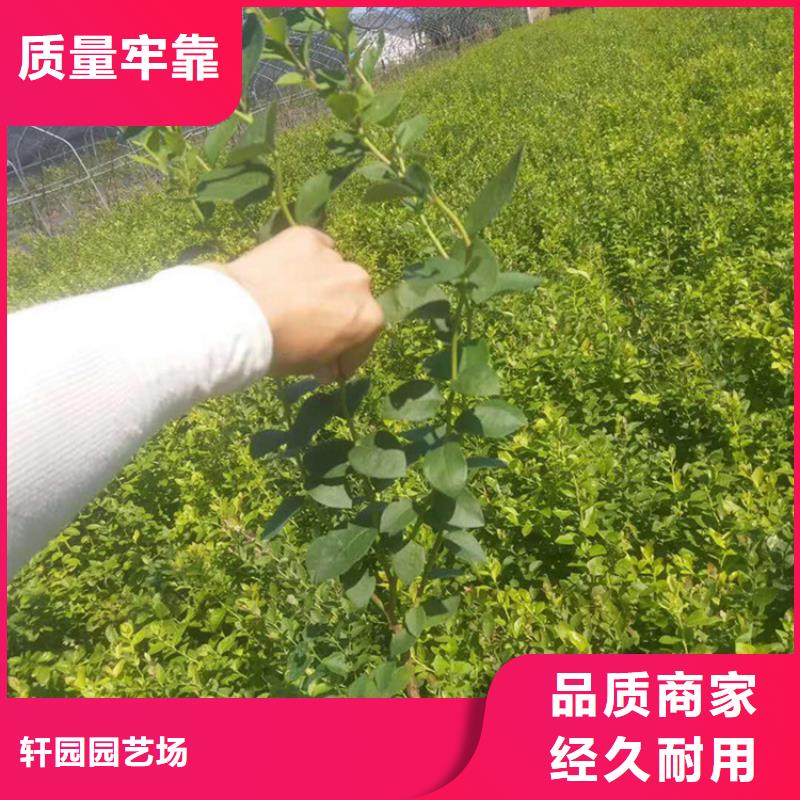 藍(lán)莓苗,桃樹苗用心經(jīng)營