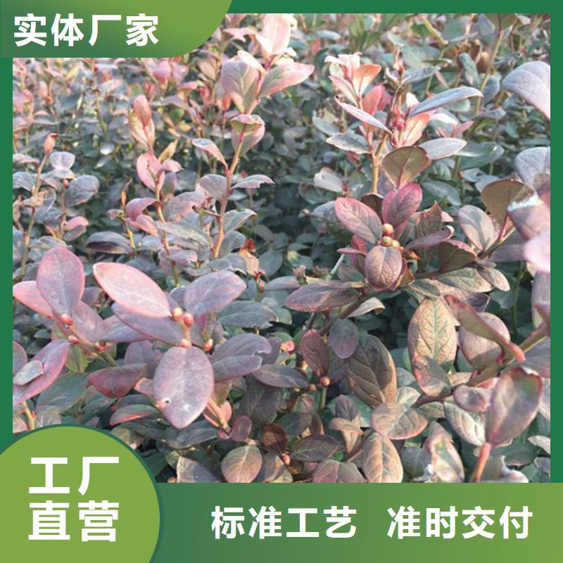 藍莓苗【西瓜苗】廠家直發(fā)