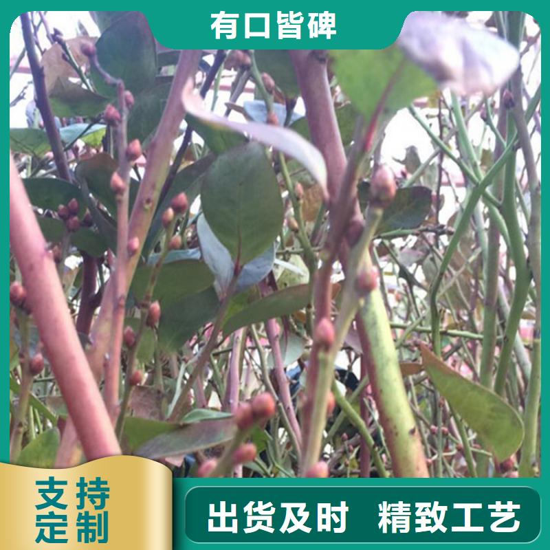 【藍莓苗,李樹苗經銷商】