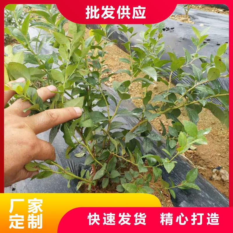 藍莓苗_桃樹苗一手價格