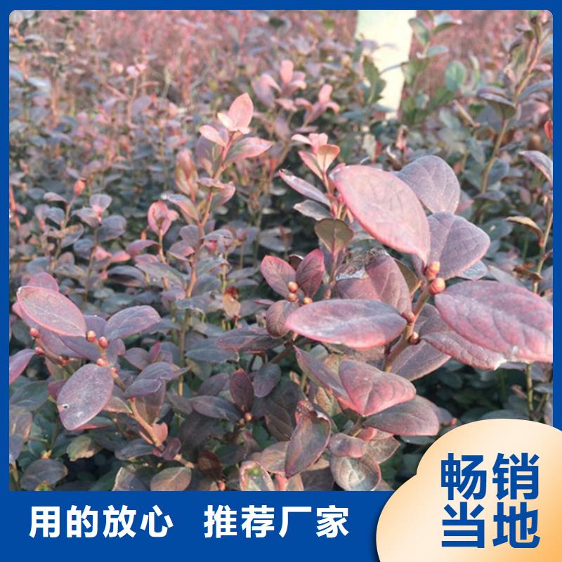 藍莓苗梨樹苗保障