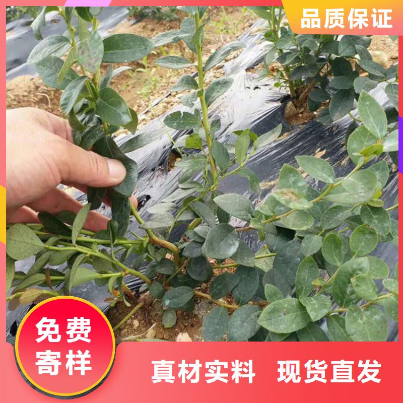 藍莓苗【西瓜苗】廠家直發(fā)