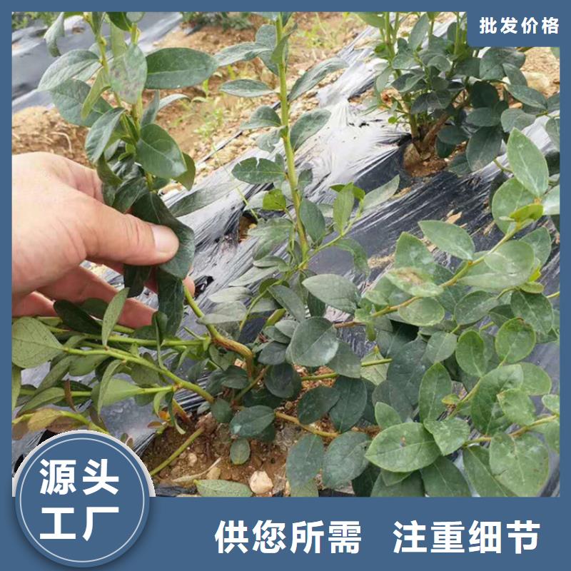 藍莓苗【櫻桃苗】滿足您多種采購需求