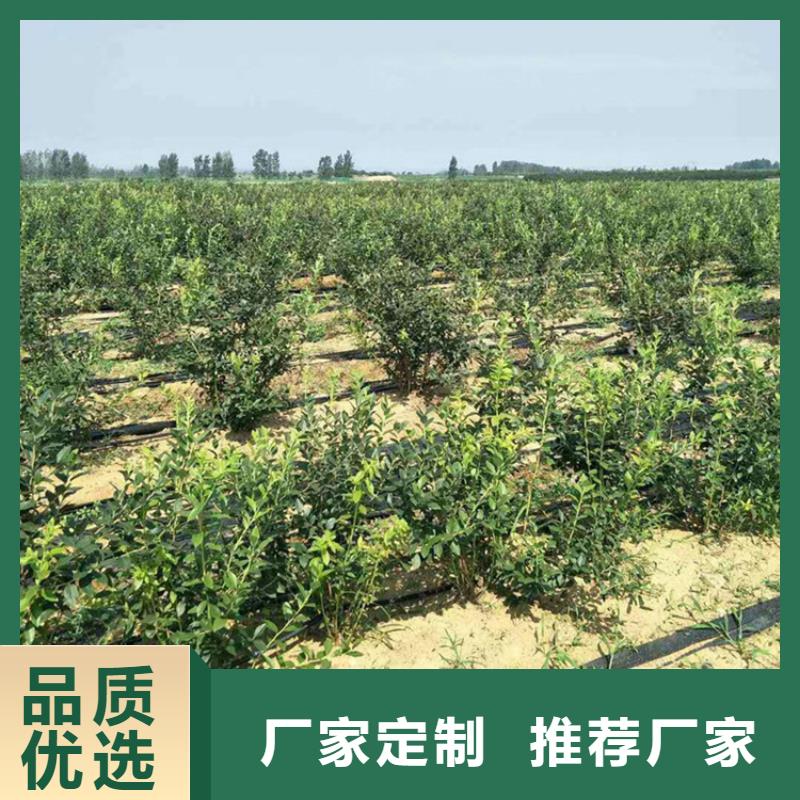 藍莓苗梨樹苗保障