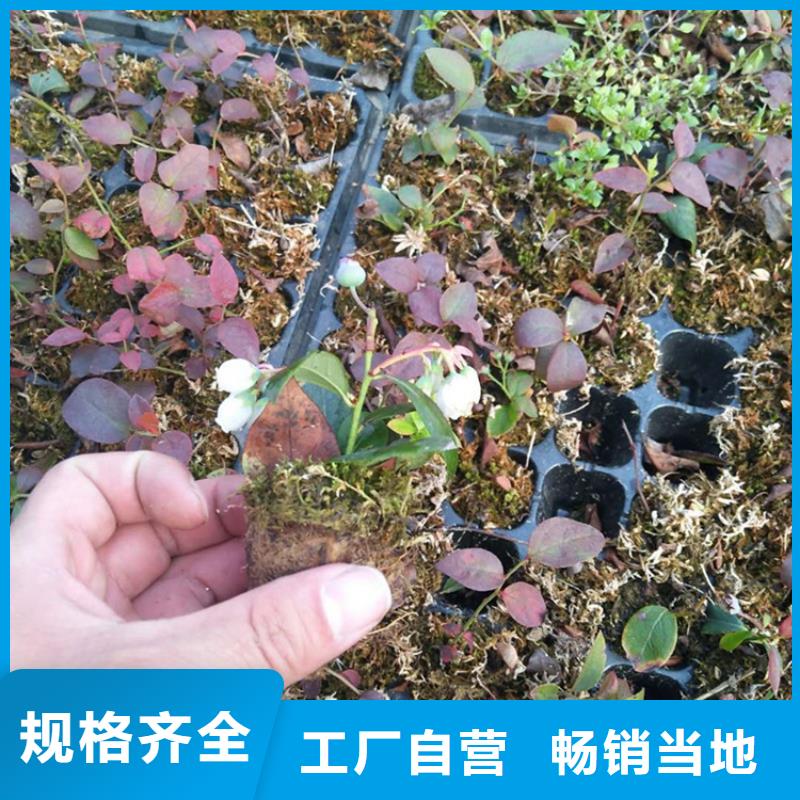 藍莓苗櫻桃苗選擇我們選擇放心
