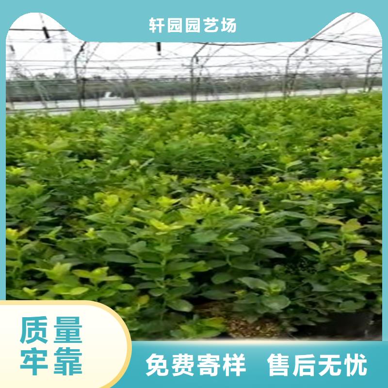 蓝莓苗苹果苗口碑好实力强