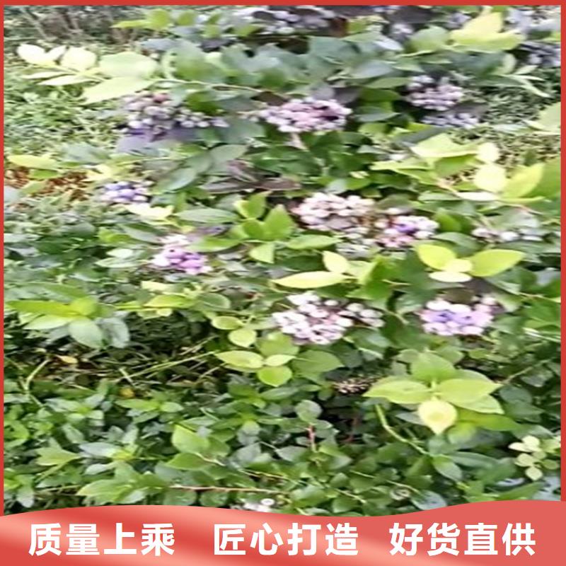 藍莓苗【西瓜苗】廠家直發(fā)