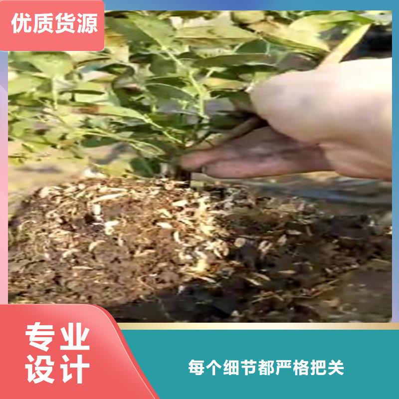 藍莓苗石榴樹現貨充足