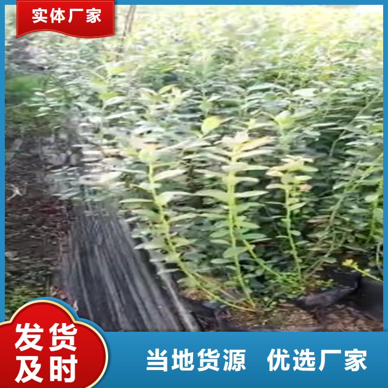 【蓝莓苗苹果苗讲信誉保质量】