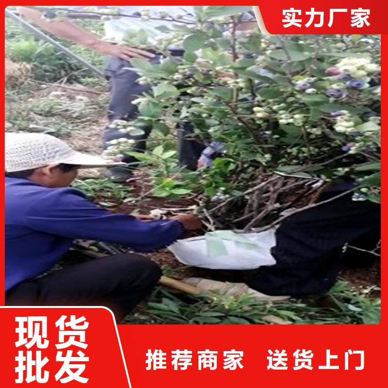 蓝莓苗【苹果苗】源头把关放心选购