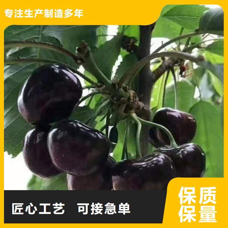 櫻桃蘋果苗自產自銷