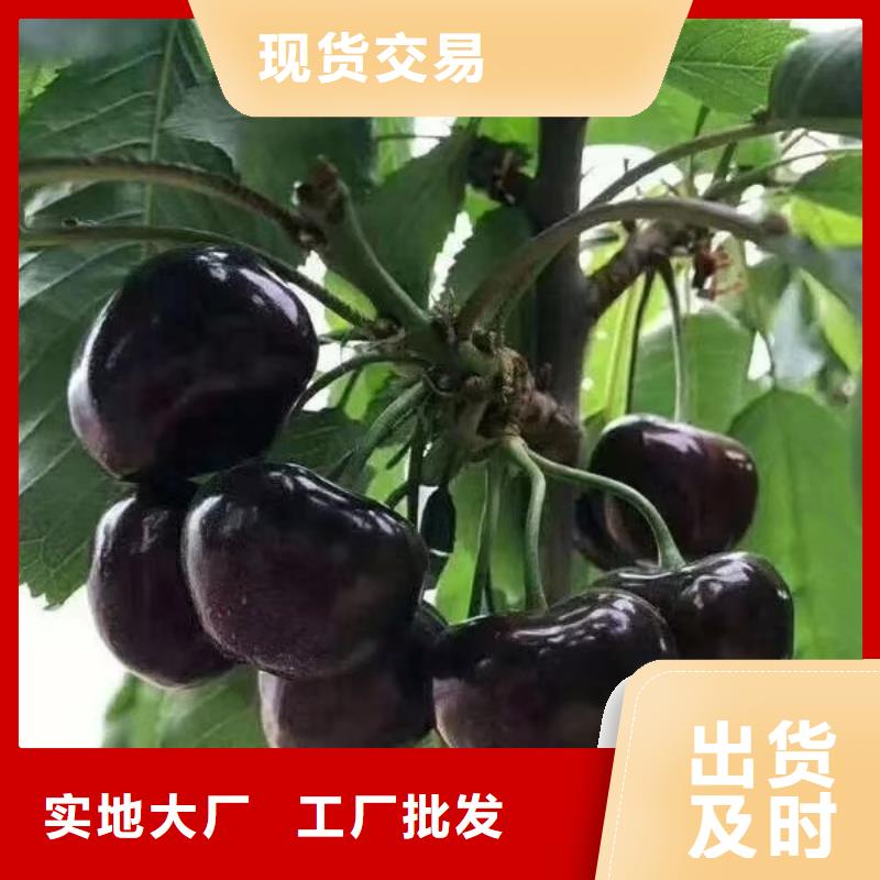櫻桃桃樹苗專注細節專注品質