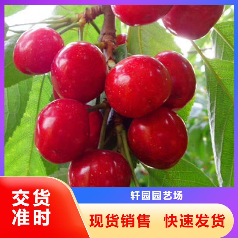 櫻桃北美冬青發貨迅速