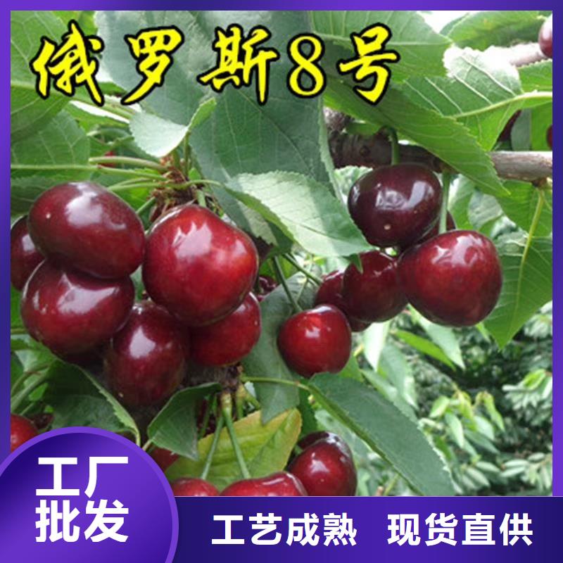 櫻桃-梨樹苗用心制造