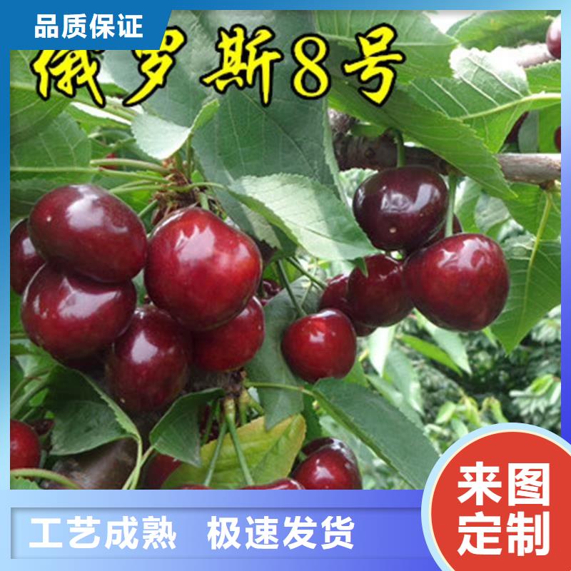 樱桃葡萄苗现货销售