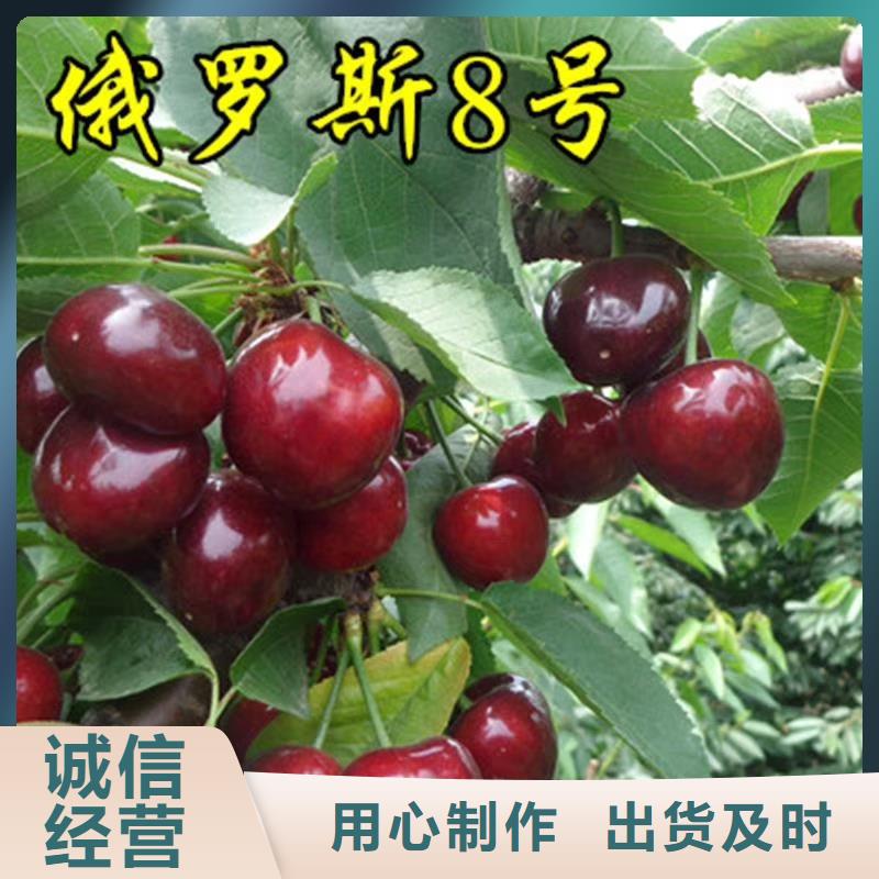 櫻桃蘋果苗源廠定制