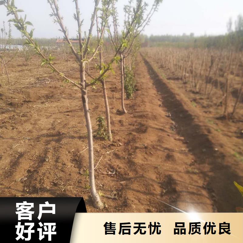 櫻桃西瓜苗材質實在