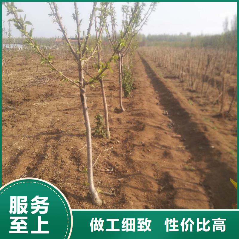 櫻桃,蘋(píng)果苗產(chǎn)地貨源