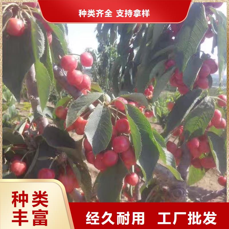 櫻桃西瓜苗材質實在