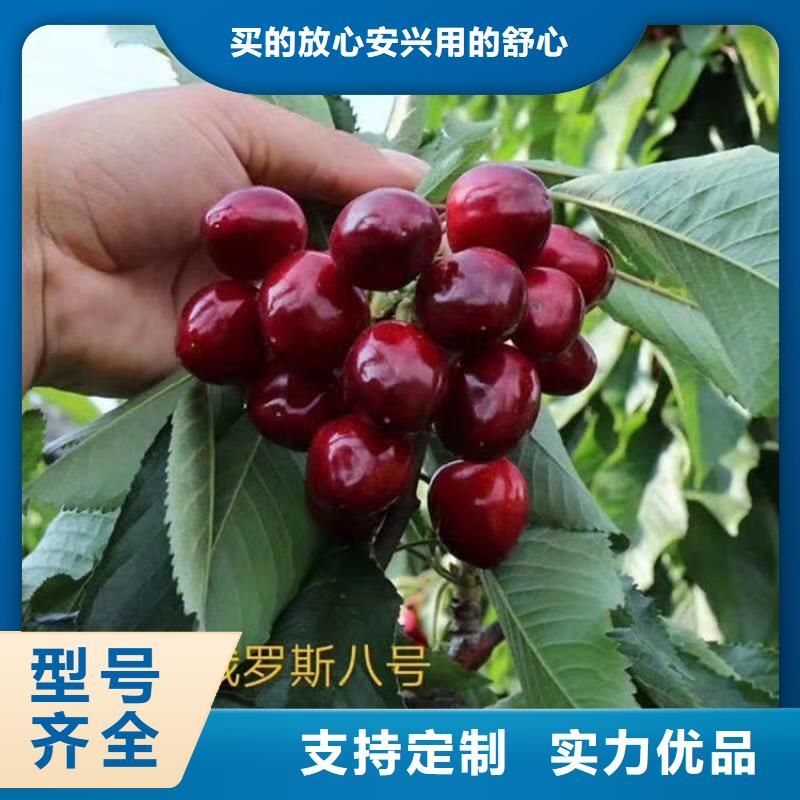 櫻桃蘋果苗檢驗(yàn)發(fā)貨