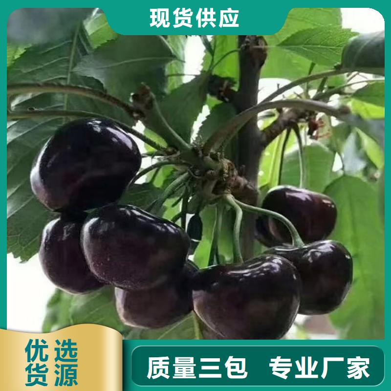 櫻桃蘋果苗自產自銷