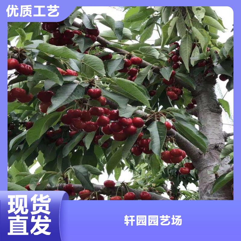 櫻桃蘋果苗源廠定制