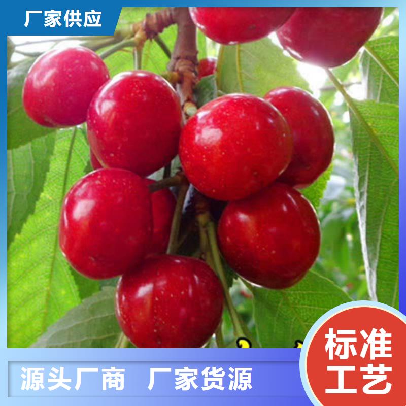 【櫻桃】【藍莓苗】貨源報價