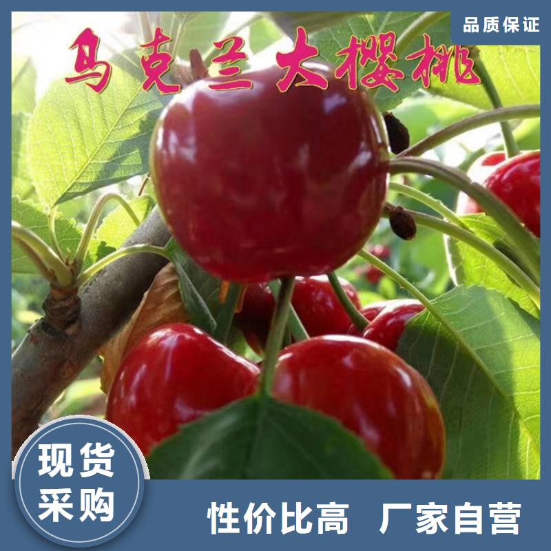櫻桃蘋果苗每個細節都嚴格把關