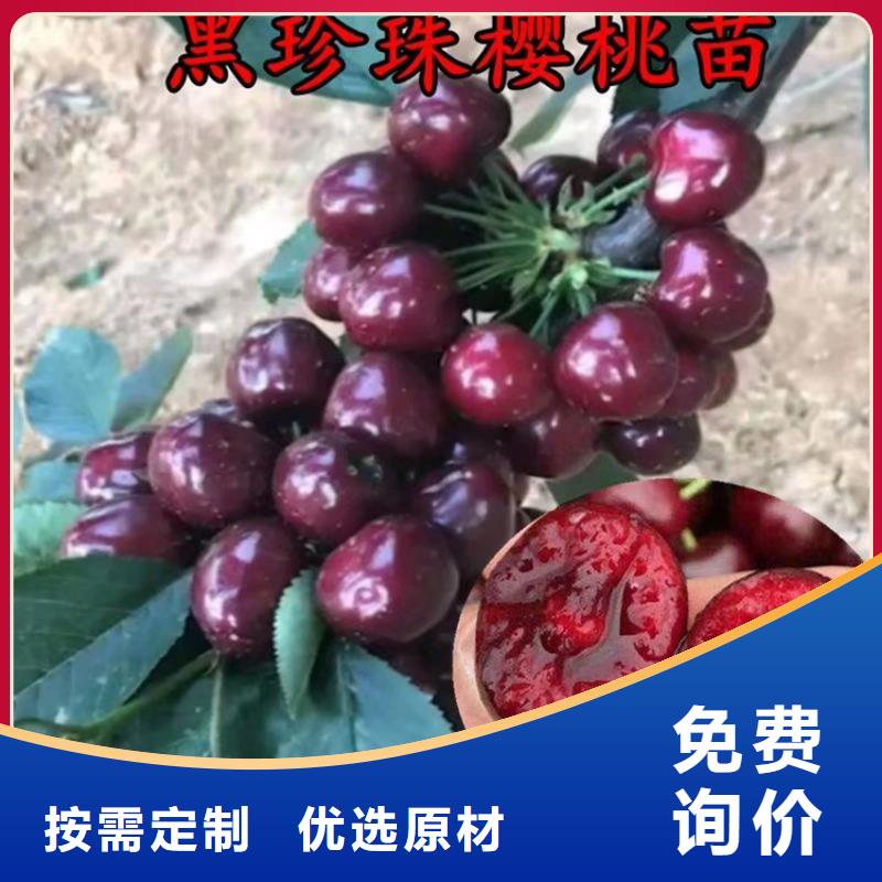【櫻桃】【藍莓苗】貨源報價