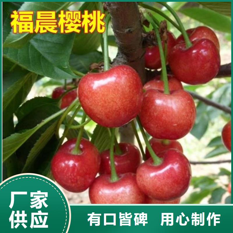 櫻桃桃樹苗物美價優
