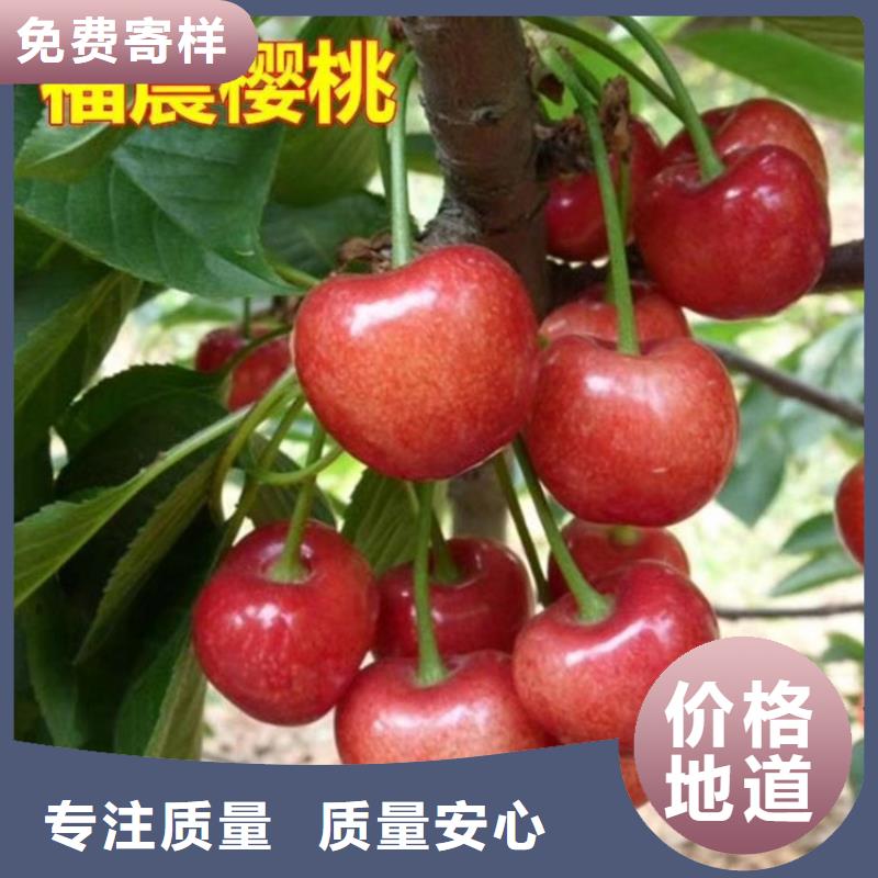 【櫻桃】【藍莓苗】貨源報價