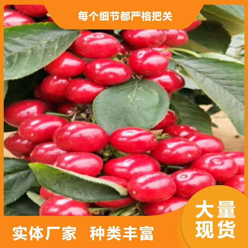 樱桃樱桃苗满足客户需求