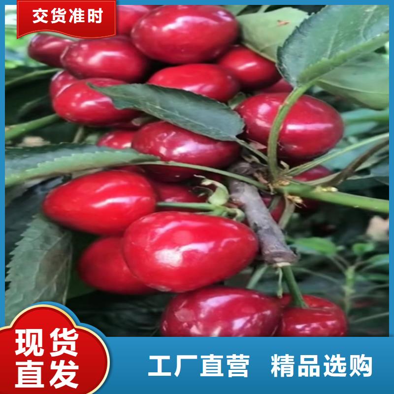 櫻桃-梨樹苗用心制造