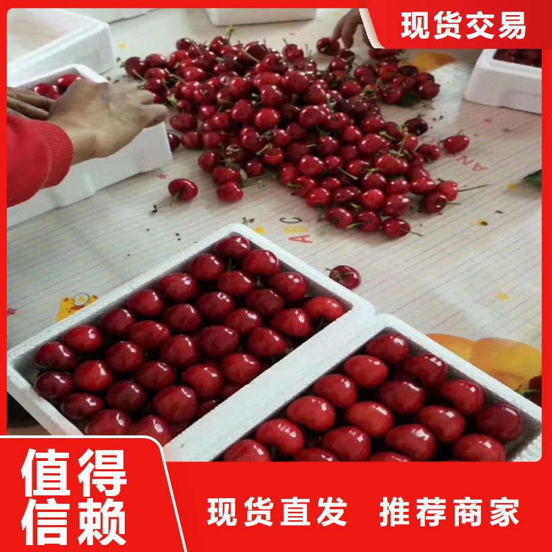 樱桃樱桃苗满足客户需求