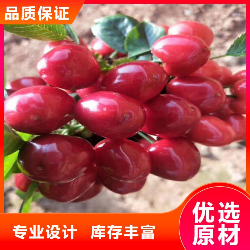 櫻桃蘋果苗源廠定制