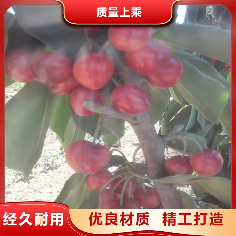 櫻桃蘋果苗源廠定制