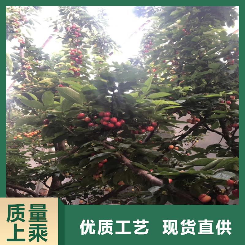 櫻桃北美冬青發貨迅速