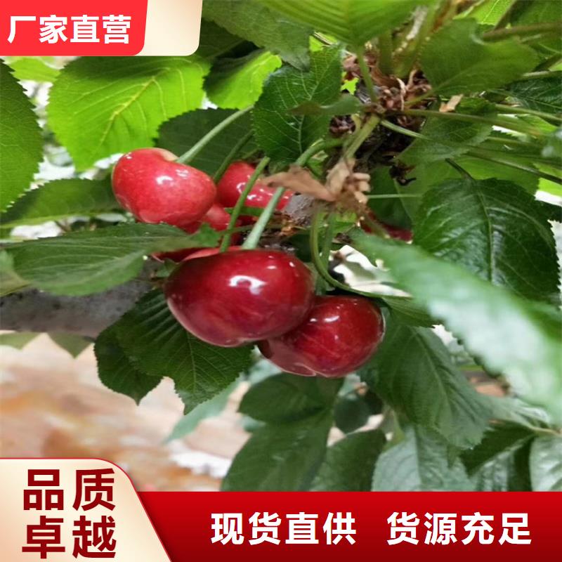 櫻桃蘋果苗源廠定制