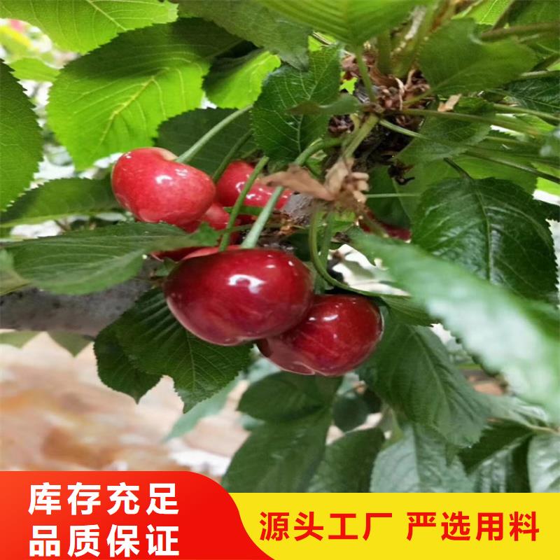 櫻桃蘋果苗源廠定制